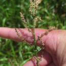 Rumex acetosa L. subsp. acetosaRumex acetosa L. subsp. acetosa