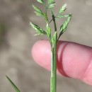 Poa annua L.Poa annua L.