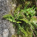 Asplenium trichomanes L. subsp. quadrivalens D.E. Mey.Asplenium trichomanes L. subsp. quadrivalens D.E. Mey.