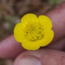 Ranunculus bulbosus  L.Ranunculus bulbosus  L.