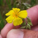 Helianthemum nummularium (L.) Mill.Helianthemum nummularium (L.) Mill.