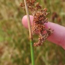 Juncus effusus L.Juncus effusus L.