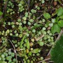 Lysimachia tenella L.Lysimachia tenella L.