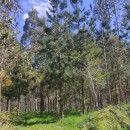 Pinus radiata D. DonPinus radiata D. Don