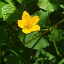 Caltha palustris L.Caltha palustris L.