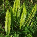 Nephrolepis cordifolia (L.) C. Presl.Nephrolepis cordifolia (L.) C. Presl.