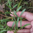 Crithmum maritimum L.Crithmum maritimum L.