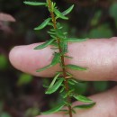 Daboecia cantabrica (Huds.) C. KochDaboecia cantabrica (Huds.) C. Koch