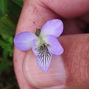 Viola lactea Sm.Viola lactea Sm.