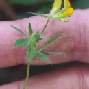 Lotus subbiflorus Lag.Lotus subbiflorus Lag.