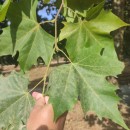 Platanus x acerifolia (Aiton) Willd.Platanus x acerifolia (Aiton) Willd.