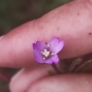 Epilobium parviflorum Schreb.Epilobium parviflorum Schreb.
