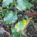 Betula celtiberica Rothm. & Vasc.Betula celtiberica Rothm. & Vasc.