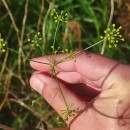 Foeniculum vulgare Mill.Foeniculum vulgare Mill.