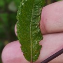 Salix atrocinerea Brot.Salix atrocinerea Brot.