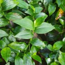 Tradescantia fluminensis VellosoTradescantia fluminensis Velloso