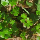 Geranium lucidum L.Geranium lucidum L.