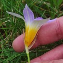 Romulea clusiana (Lange) NymanRomulea clusiana (Lange) Nyman