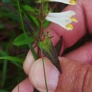 Melampyrum pratense L.Melampyrum pratense L.