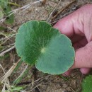 Hydrocotyle bonariensis Comm. ex Lam.Hydrocotyle bonariensis Comm. ex Lam.