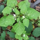 Solanum nigrum L.Solanum nigrum L.