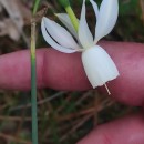 Narcissus triandrus L. subsp. triandrusNarcissus triandrus L. subsp. triandrus