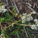 Corrigiola litoralis L.Corrigiola litoralis L.