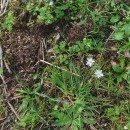 Spergula arvensis L.Spergula arvensis L.