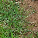 Centaurea gallaecica (M. Laínz) Arnelas & DevesaCentaurea gallaecica (M. Laínz) Arnelas & Devesa
