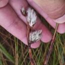 Eriophorum angustifolium Honck.Eriophorum angustifolium Honck.