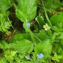 Pentaglottis sempervirens (L.) Tausch ex L.H. BaileyPentaglottis sempervirens (L.) Tausch ex L.H. Bailey