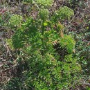 Angelica pachycarpa LangeAngelica pachycarpa Lange