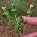 Sonchus asper (L.) HillSonchus asper (L.) Hill