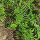 Pteridium aquilinum (L.) KuhnPteridium aquilinum (L.) Kuhn