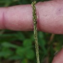 Sporobolus indicus (L.) R. Br.Sporobolus indicus (L.) R. Br.