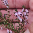 Erica erigena R. Ross R.RossErica erigena R. Ross R.Ross