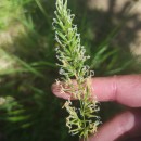 Anthoxanthum amarum Brot.Anthoxanthum amarum Brot.