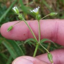 Cerastium fontanum Baumg. subsp. vulgare (Hartm.) Greuter & BurdetCerastium fontanum Baumg. subsp. vulgare (Hartm.) Greuter & Burdet