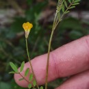 Ornithopus pinnatus (Mill.) DruceOrnithopus pinnatus (Mill.) Druce