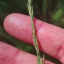 Molinia caerulea (L.) MoenchMolinia caerulea (L.) Moench