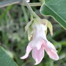Araujia sericifera Brot.Araujia sericifera Brot.
