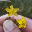 Hypericum undulatum Schousb. ex Willd.Hypericum undulatum Schousb. ex Willd.