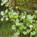 Cymbalaria muralis P. Gaertn., B. Mey. & Scherb.Cymbalaria muralis P. Gaertn., B. Mey. & Scherb.