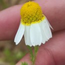 Cladanthus mixtus (L.) Chevall.Cladanthus mixtus (L.) Chevall.