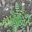 Erodium cicutarium (L.) L'Hér. ex Ait.Erodium cicutarium (L.) L'Hér. ex Ait.
