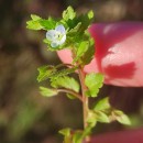 Veronica agrestis L.Veronica agrestis L.