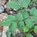 Angelica sylvestris L.Angelica sylvestris L.