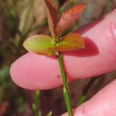 Vaccinium myrtillus L.Vaccinium myrtillus L.