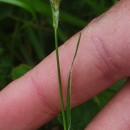 Luzula campestris (L.) DC.Luzula campestris (L.) DC.