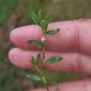 Polygonum aviculare L. subsp. rurivagum (Boreau) BerherPolygonum aviculare L. subsp. rurivagum (Boreau) Berher